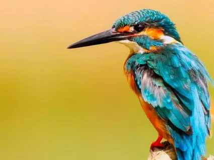 Beautiful Nature, Gentle Piano & Forest Sounds & Deep Sleep