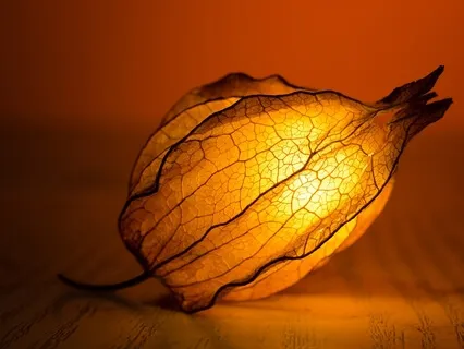 Beautiful Relaxing Music For Beautifully Relaxed People