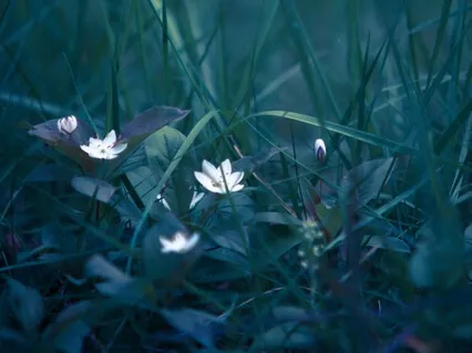 Beautiful Relaxing Music For Stress Relief - Calming Music