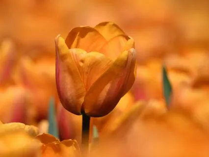 Beautiful Relaxing Music With Flute