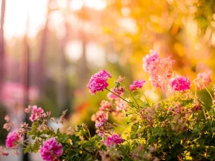 Beautiful Relaxing Piano Music For Sleep, Relaxation, Concentration & Studying – Sun Kissed Garden