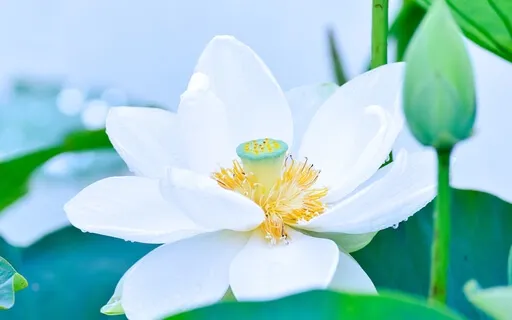 Beautiful Soothing Background Music