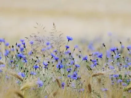 Beautiful Summer - Relaxing Sounds Of Nature (8 hours)