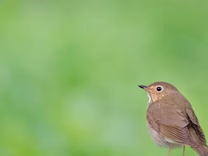 Beautiful Unknown Nature - Bird Harmony 