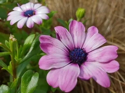 Beauty Awakening - Sound Meditation | Golden Spiral Series