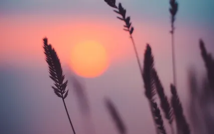 Beauty In All Things - Indigenous Flute