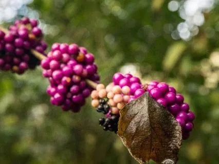 Beautyberry Meditation: The Beauty You Already Carry