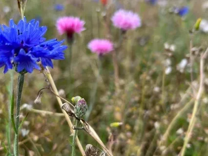 Become A Cleaner Of The World - August 16th