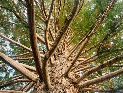 Become A Tree And Receive Everything You Need