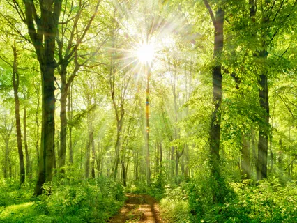 Become A Tree, Channel Peace, & Connect To Divine