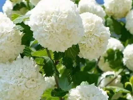 Become A White Magician