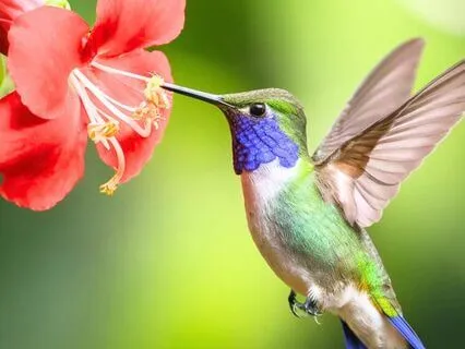 Become Abundantly Magnetic & Manifest Miracles Meditation