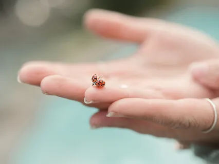 Become Curious: Find Your Joy