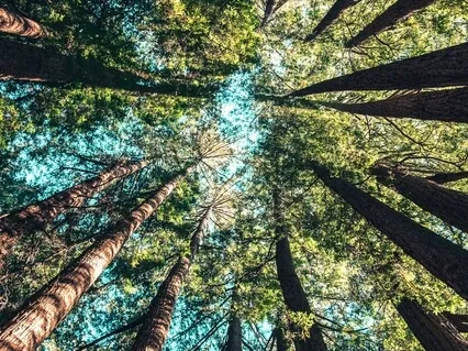 Become One With Mother Earth (Reiki Infused)