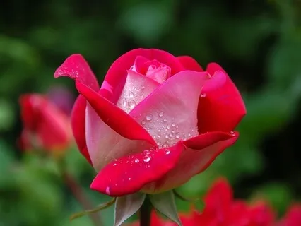 Become One With The Other: Radiance Sutras Verse 83