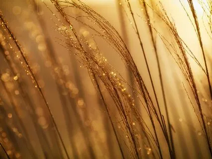 Become The Alchemist: Transmute Limiting Beliefs