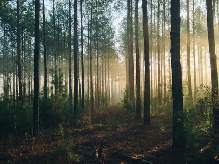 Become The Sounds Of The Forest