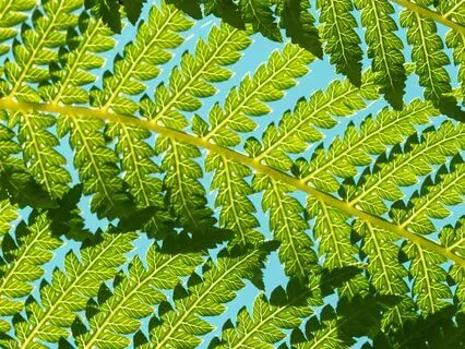 Become Totally Fine Now