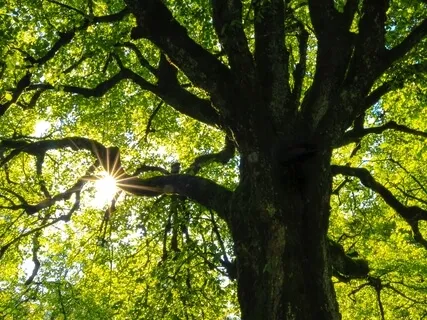 Become Who You Truly Are - Subliminals To Change Your Life