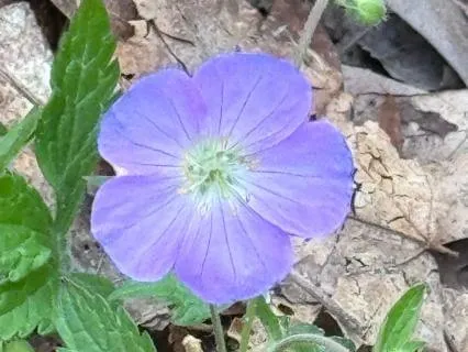 Becoming Being