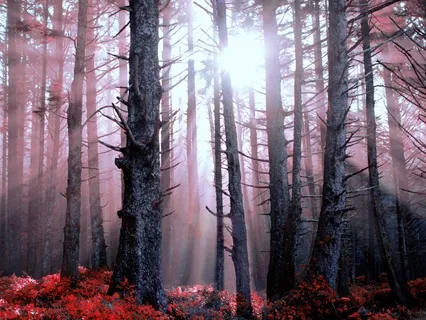 Becoming Free Of Thoughts