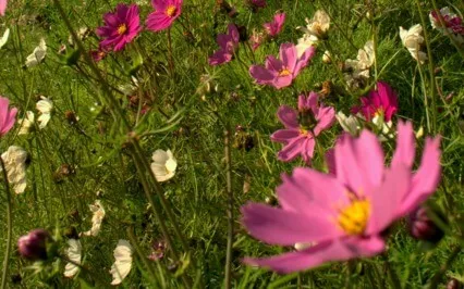 Becoming Mindfully Resilient 