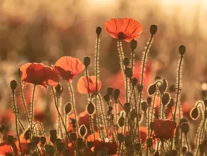 Becoming - Personal Growth And Self Compassion