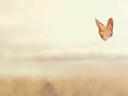 Becoming The Butterfly: Butterfly Meditation