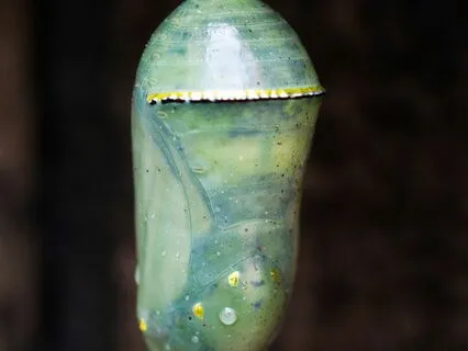 Becoming The Butterfly: Chrysalis Meditation