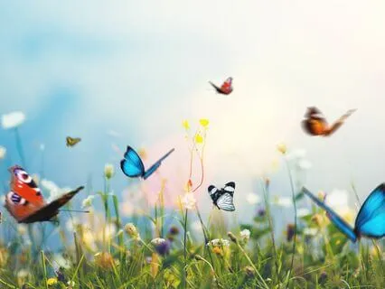 Becoming The Butterfly: Cycles, Spirals, And Expansion