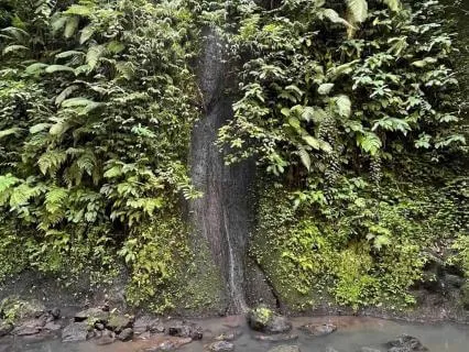 Becoming The Forest: A Sacred Pause To Connect In Bali