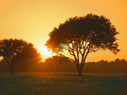 Becoming The Tree - A Grounding Meditation