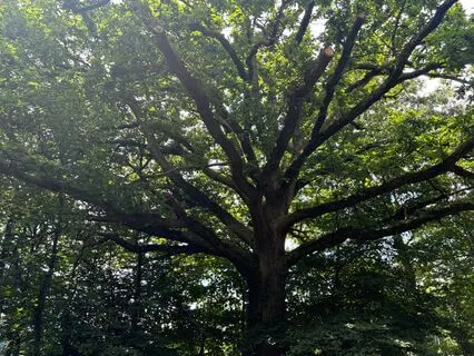 Becoming The Tree Of Life: A Journey Of Growth And Rebirth