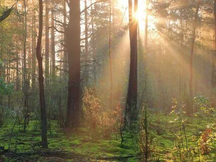 Bed Of Lichen Meditation