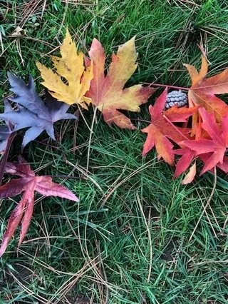 Beden farkındalığı ve derin dinlenme