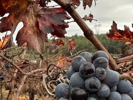 Beden Taraması Arkadaşça ve Şefkatli