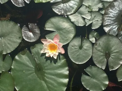 Beden taraması meditasyonu (MBSR)