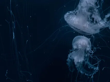 Beditation - Bedtime Relaxation