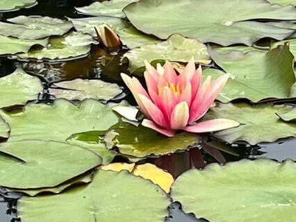 Bedtime Angel Gathering for Children