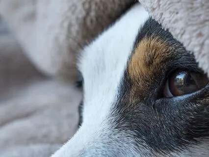 Bedtime Gratitude: A Poem For Thankfulness Before Sleep