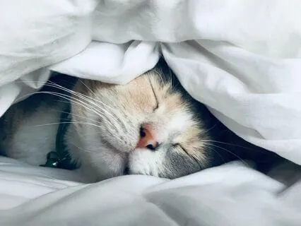 Bedtime Gratitude Practice