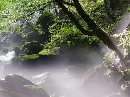 Bedtime Journey To The Enchanted Grove