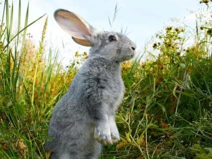 Bedtime Or Nap-Time Story: The Tale Of Peter Rabbit