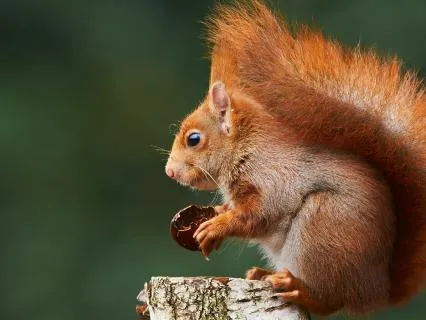 Bedtime Or Nap-Time Story: The Tale Of Squirrel Nutkin