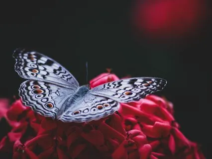 Bedtime Stories: The Sleepy Meadow & The Whispering Woods