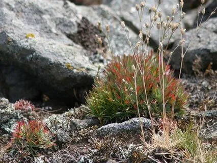 Bedtime Story: Akmeeli, The Mighty Shaman