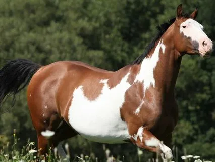 Bedtime Story: Aura And Cherokee's Bedtime Tale