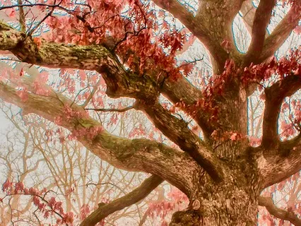 Bedtime Story: Claire's Autumn Day After The Hurricane