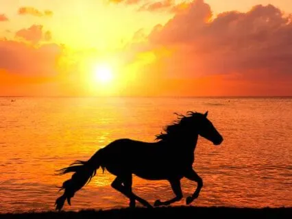 Bedtime Story: Claire's Dream And The Wild Horses