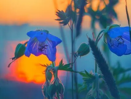 Bedtime Story: Claire's Spring Of Georgia O'Keeffe & Flowers